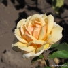 Diamond Jubilee